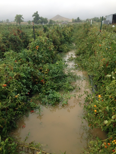 Flooded tomatoes