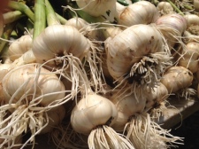 Garlic close up